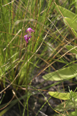 Disperis paludosa