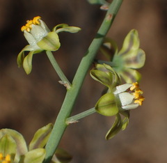 Eriospermum zeyheri