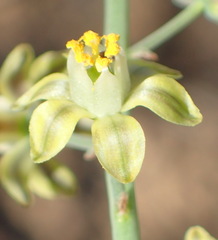Eriospermum zeyheri