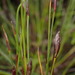 Flatstem Pineapplereed - Photo (c) David Hoare, some rights reserved (CC BY-NC), uploaded by David Hoare