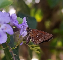 Pelopidas assamensis