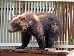 Ursus arctos sitkensis
