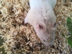 Mesocricetus auratus