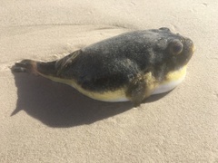 Amblyrhynchote honckenii