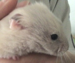 Mesocricetus auratus