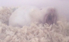 Mesocricetus auratus