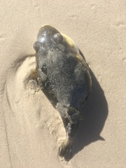 Amblyrhynchote honckenii