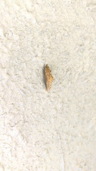 Lepidoptera