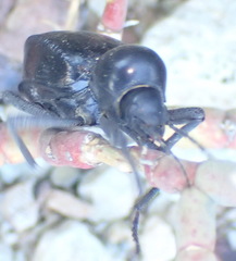 Moluris gibba