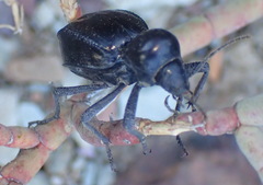 Moluris gibba