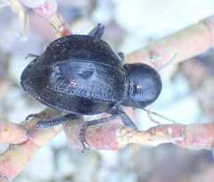 Moluris gibba