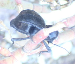 Moluris gibba