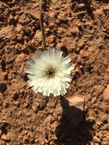 Picris albida image