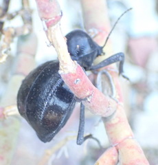 Moluris gibba