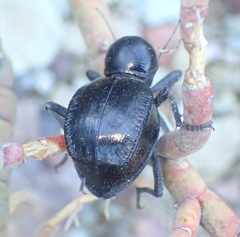 Moluris gibba