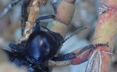 Moluris gibba