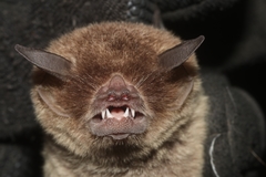 Pteronotus mesoamericanus