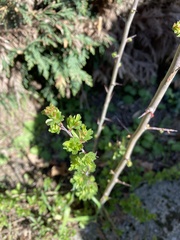 Crataegus monogyna