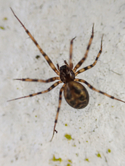 Lepthyphantes