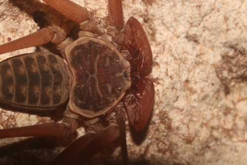 Dusky-handed Tailless Whip Scorpion