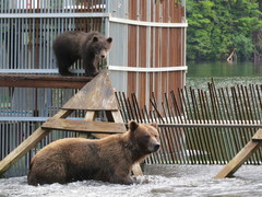 Ursus arctos sitkensis
