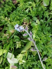 Myosotis