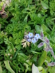 Myosotis
