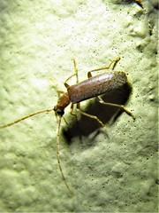 Sparedrus aspersus
