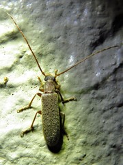 Sparedrus aspersus