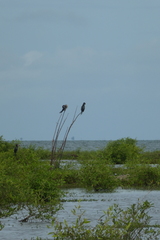 Microcarbo africanus
