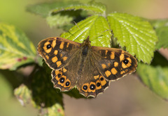 Pararge aegeria