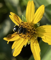 Micranthidium
