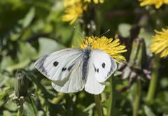 Pieris brassicae