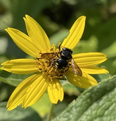 Micranthidium