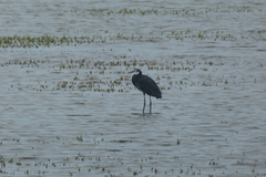 Egretta gularis