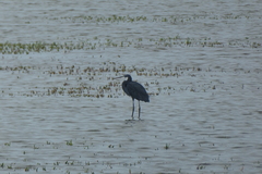 Egretta gularis