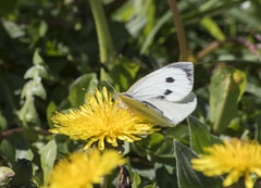 Pieris brassicae