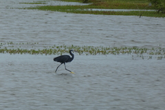 Egretta gularis