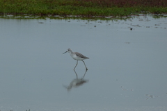 Tringa stagnatilis