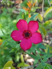 Linum grandiflorum