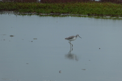 Tringa stagnatilis