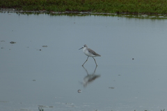 Tringa stagnatilis