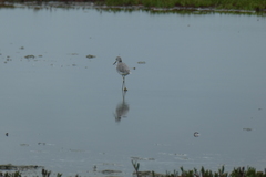 Tringa stagnatilis