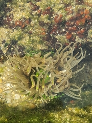 Anthopleura fuscoviridis