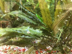 Cryptocoryne wendtii