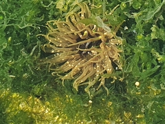 Anthopleura fuscoviridis