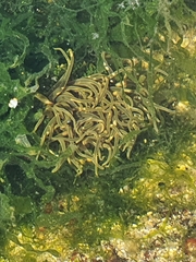 Anthopleura fuscoviridis