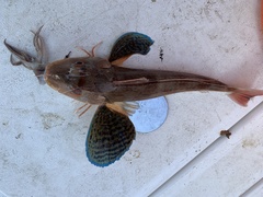 Chelidonichthys lucerna