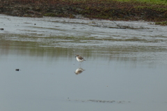 Charadrius
