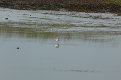 Charadrius